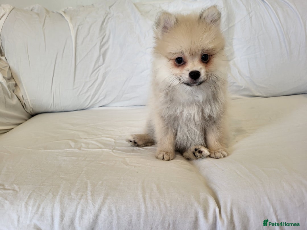 Pomeranian dogs for sale:  beautiful boy pomeranians - Image 6