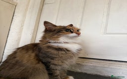 Mixed Breed cats for sale: Coco cat for sale - Image 3