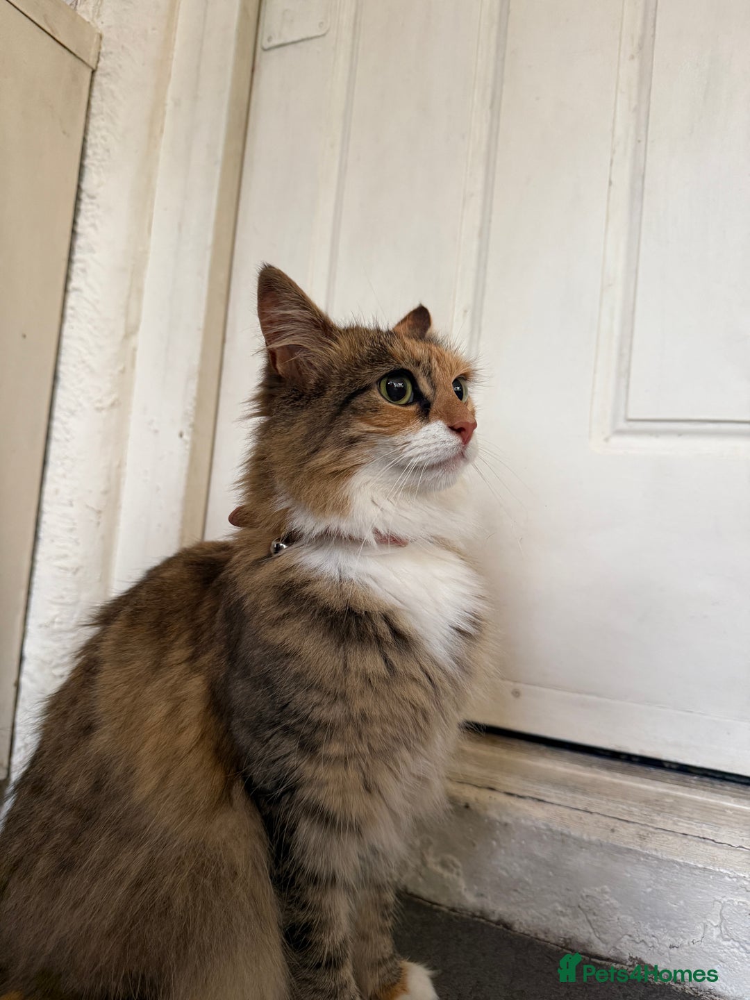 Mixed Breed cats for sale: Coco cat for sale - Image 3