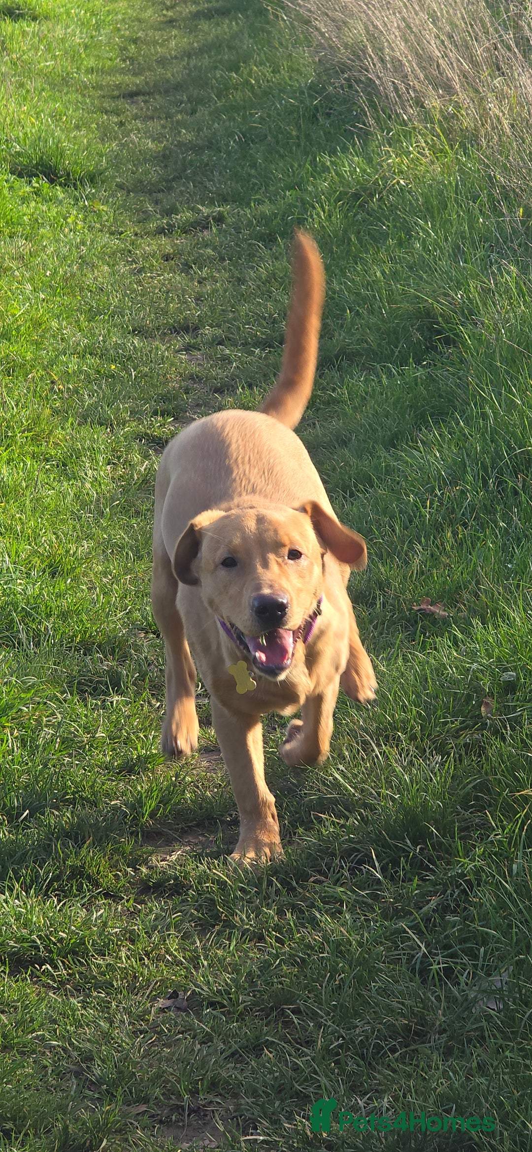 Labrador Retriever dogs for sale:  Wonderful KC registered Fox Red Labrador Puppy - Advert 6