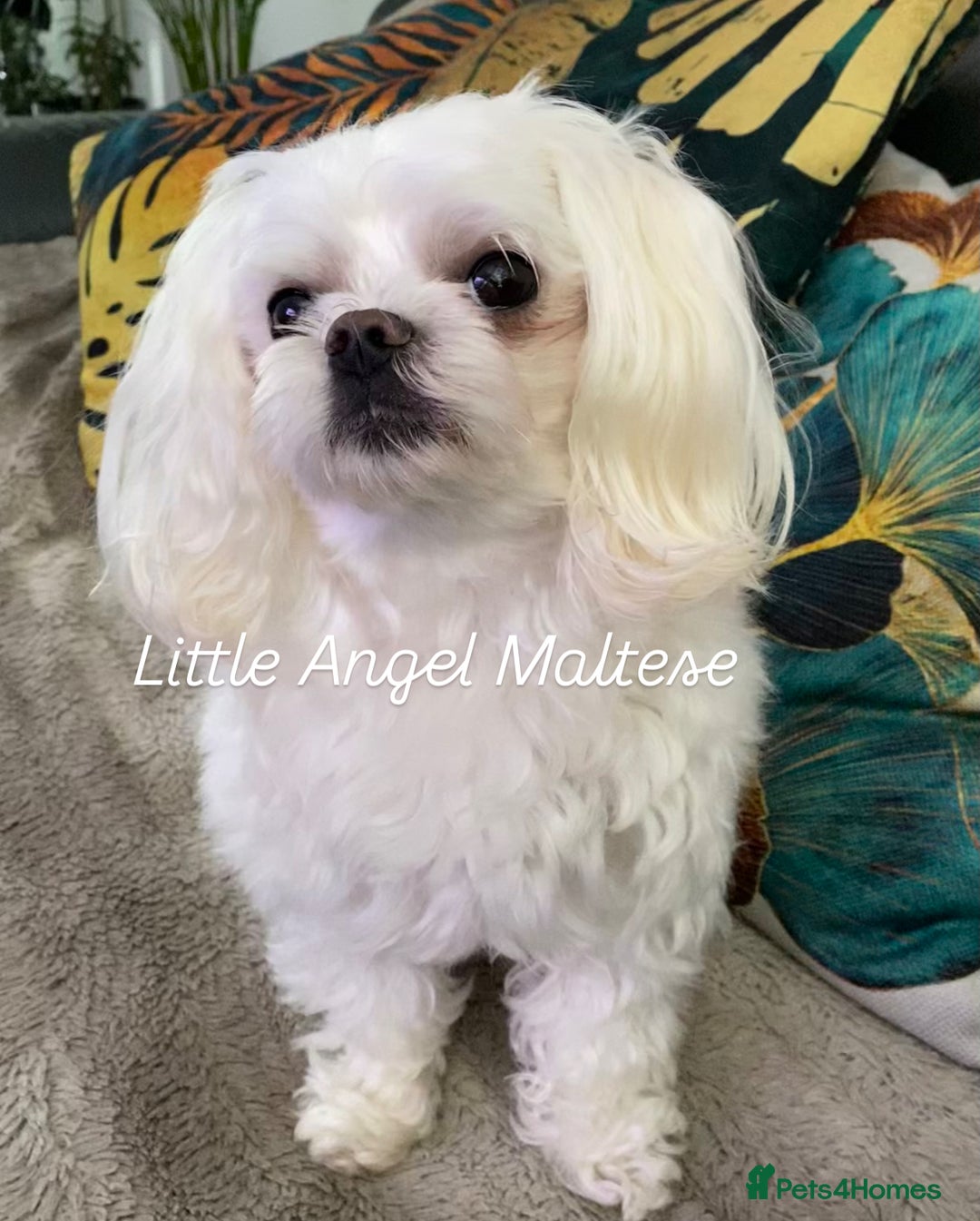 Maltese dogs for sale: ✨ Outstanding KC half-Korean Maltese Puppies ✨ - Advert 18