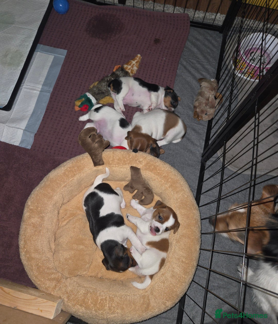 Jack Russell dogs for sale: Jack Russell puppies tri colour  - Advert 7