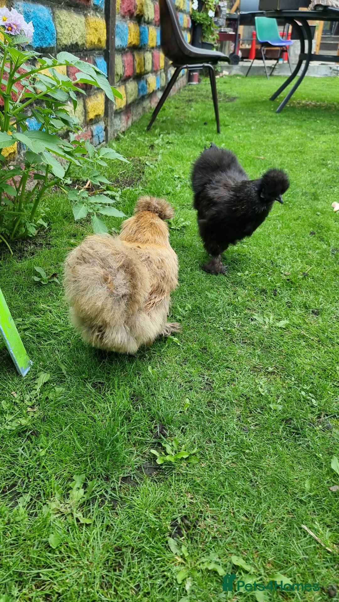 Chickens poultry for sale: Silkie chickens for sale - Image 3