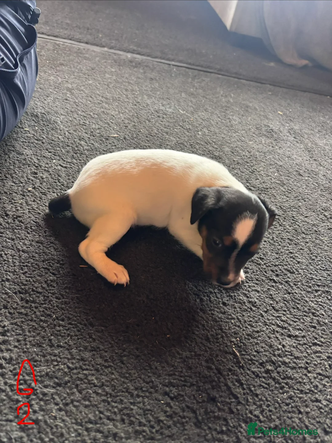 Jack Russell dogs for sale: Lovely small jack Russell pups  - Advert 6