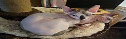 Sphynx cats for sale: Odd eyed pedigree sphynx kitten  Health Guarantee  - Advert 30