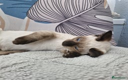 Snowshoe cats for sale:  pedigree Tica reg  snowshoes  READY NOW - Image 9