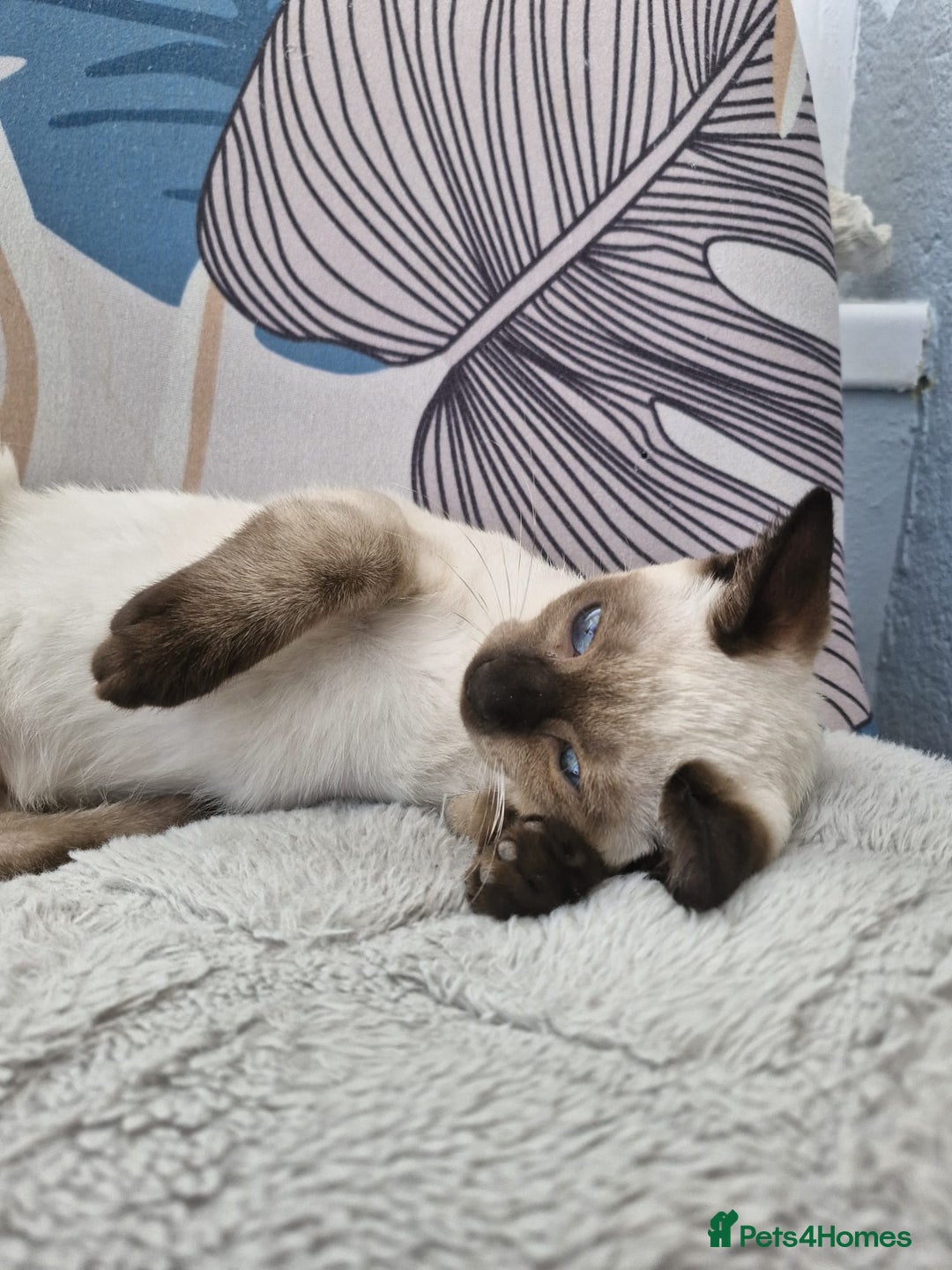 Snowshoe cats for sale:  pedigree Tica reg  snowshoes  READY NOW - Image 9