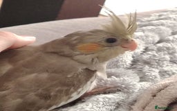 Cockatiels birds for sale: Beautiful young cockatiel parrot - Image 3