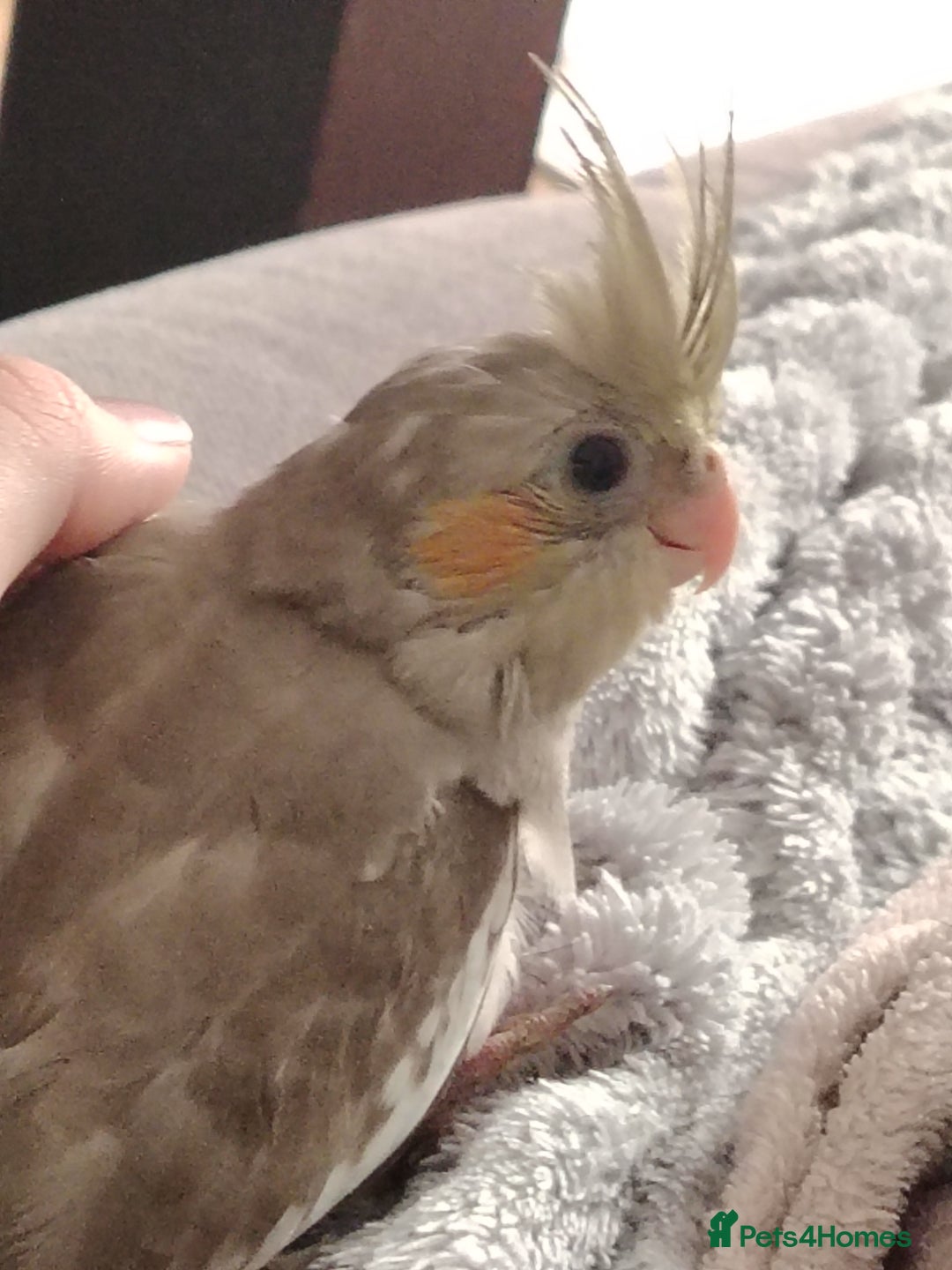 Cockatiels birds for sale: Beautiful young cockatiel parrot - Image 3