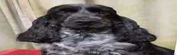 Cocker Spaniel dogs for sale: Blue Roan Male Puppy in Kilmarnock - Advert 3