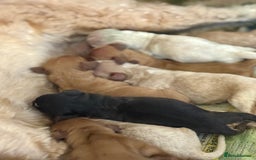 Cockapoo dogs for sale: Cockapoo puppies for sale  - Image 7