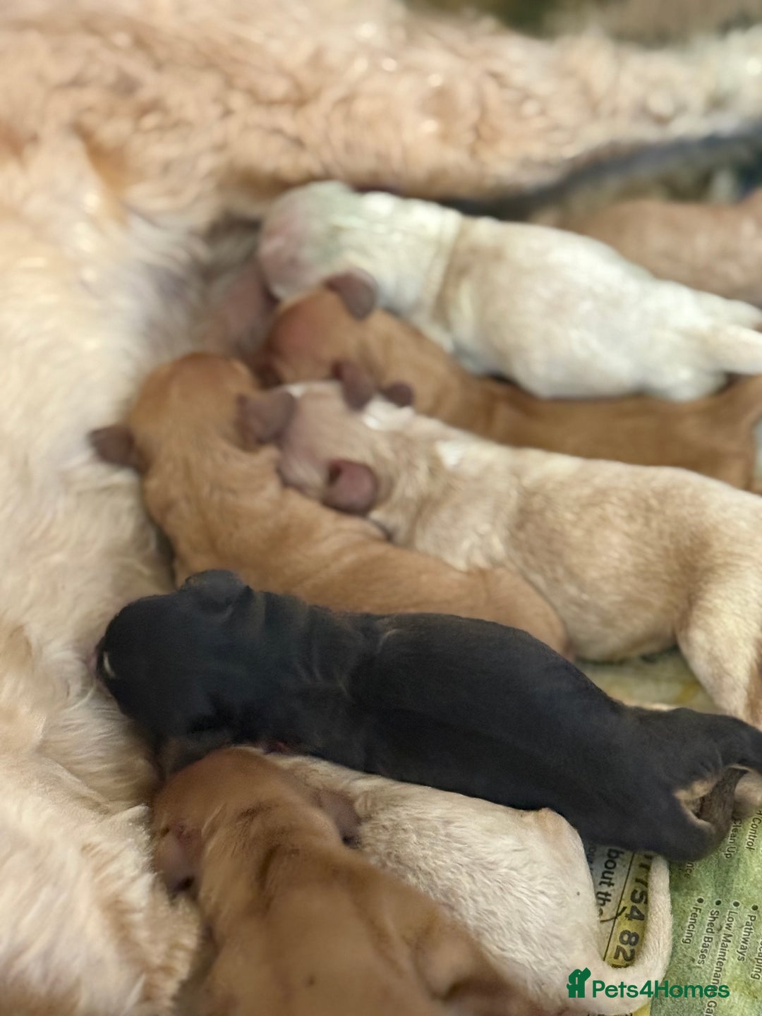 Cockapoo dogs for sale: Cockapoo puppies for sale  - Image 7