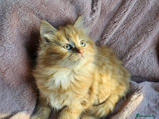 Maine Coon cats Half Maine Coon kittens - Advert 4