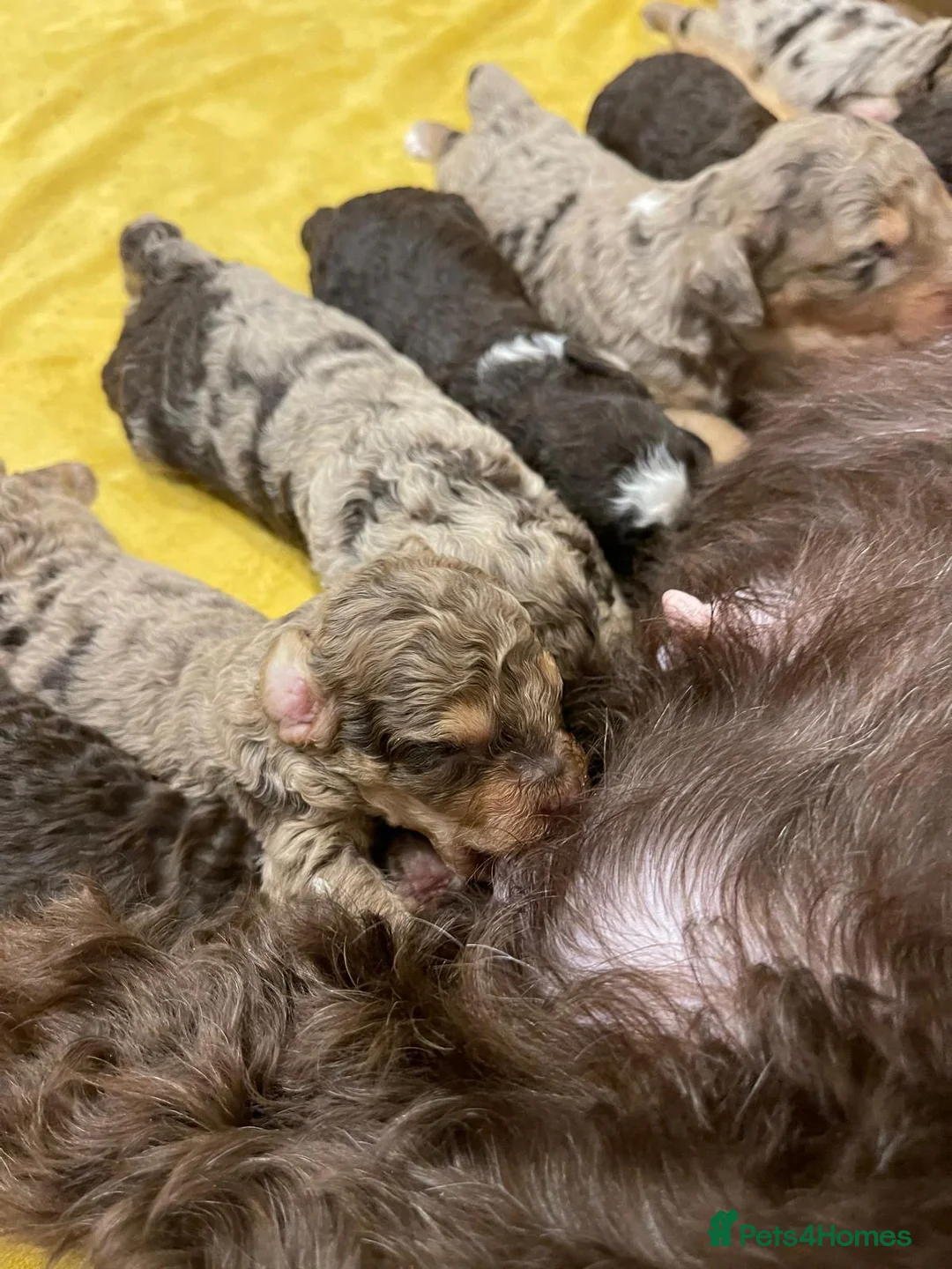 Cockapoo dogs for sale: Fully DNA tested stunning Cockapoo puppies - Advert 10