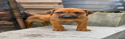 Rhodesian Ridgeback dogs for sale: * 2 Chunky Girls with Black Masks Available *  - Advert 9