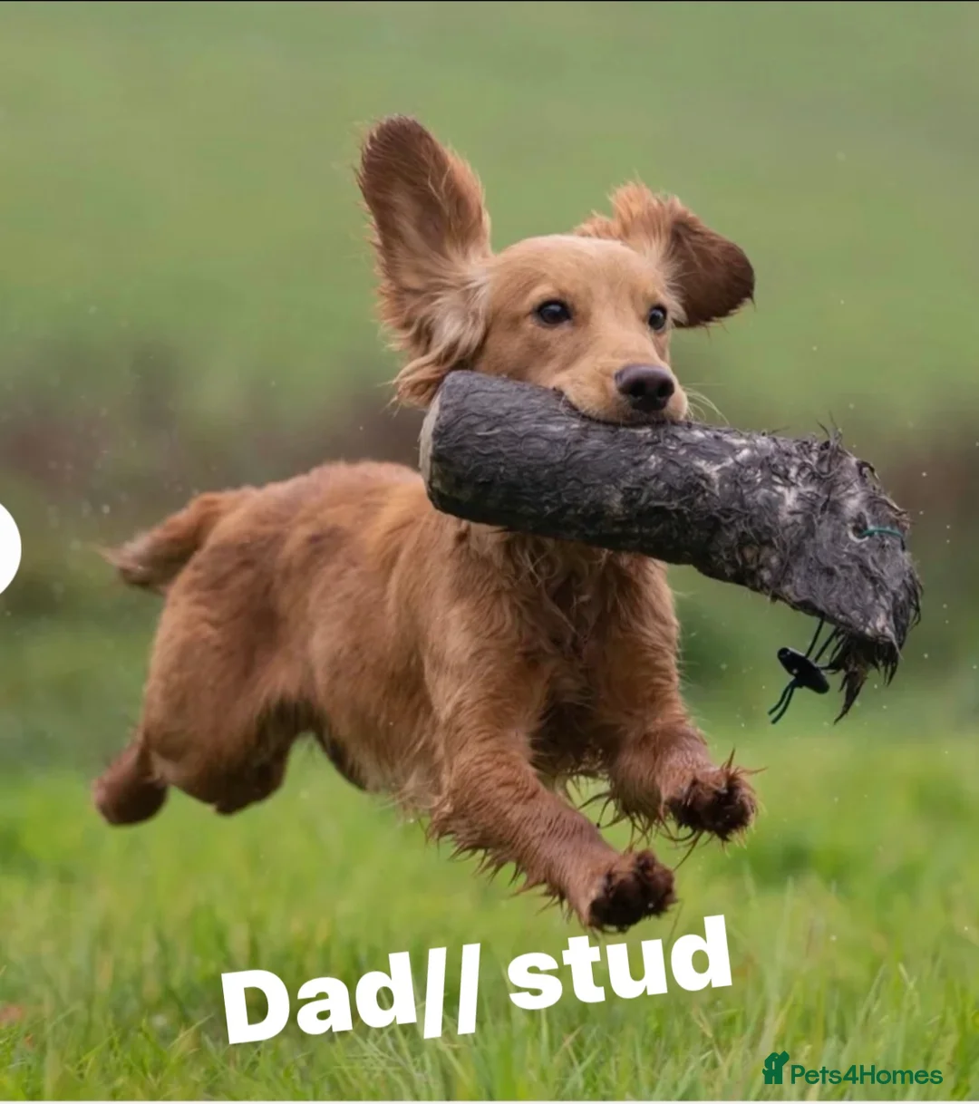 Sprocker dogs for sale: Sprocker spaniel puppies in Crediton - Advert 20