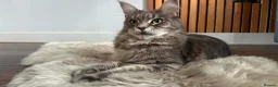 Maine Coon cats for sale: Beautiful Maine Coon Kittens for Sale - Advert 17