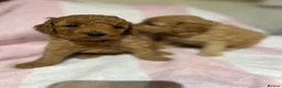 Cockapoo dogs for sale: Stunning Cockapoo Pups Health Tested Parents - Advert 11