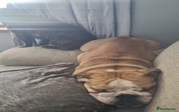 English Bulldog dogs for sale: 2 year old English Bulldog for sale.  - Image 8