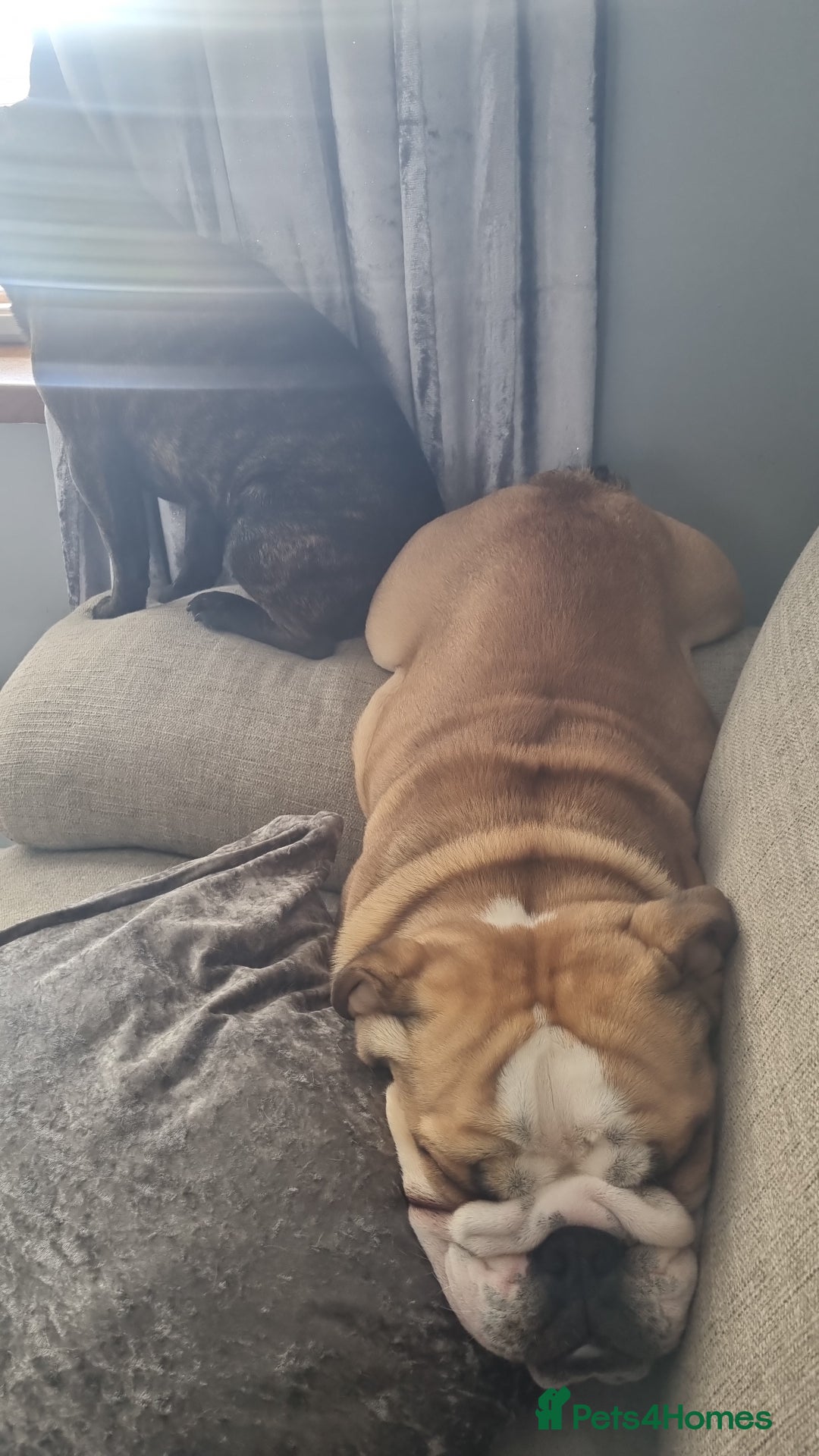 English Bulldog dogs for sale: 2 year old English Bulldog for sale.  - Image 8
