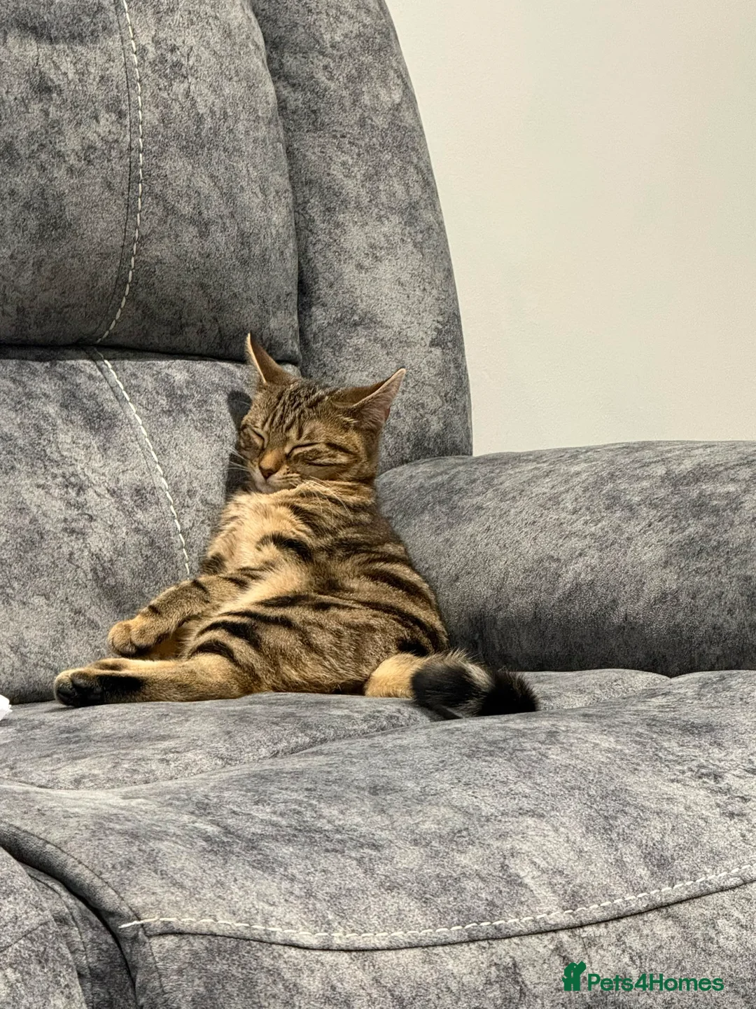 Bengal cats for sale: Bengal for new home asap!  - Advert 2