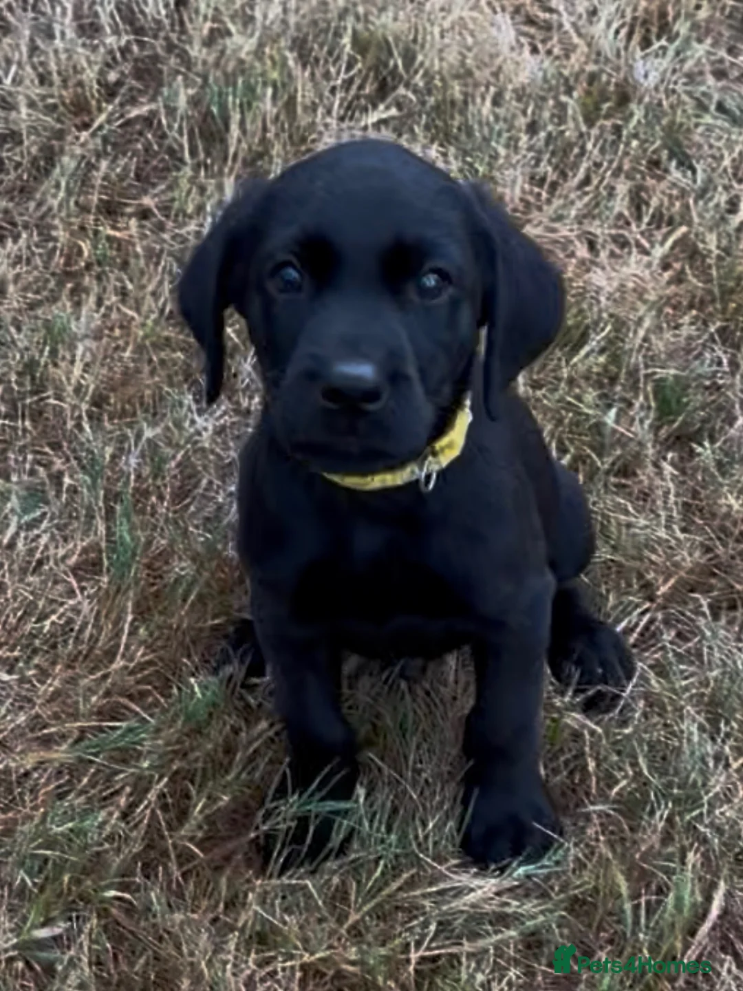 Labrador Retriever dogs for sale: 2 Boys Avaliable now for collection - Advert 1