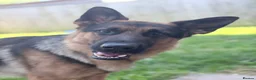 German Shepherd dogs for sale: Beautiful 2 year old  male German shepherd  in Kidwelly - Advert 3