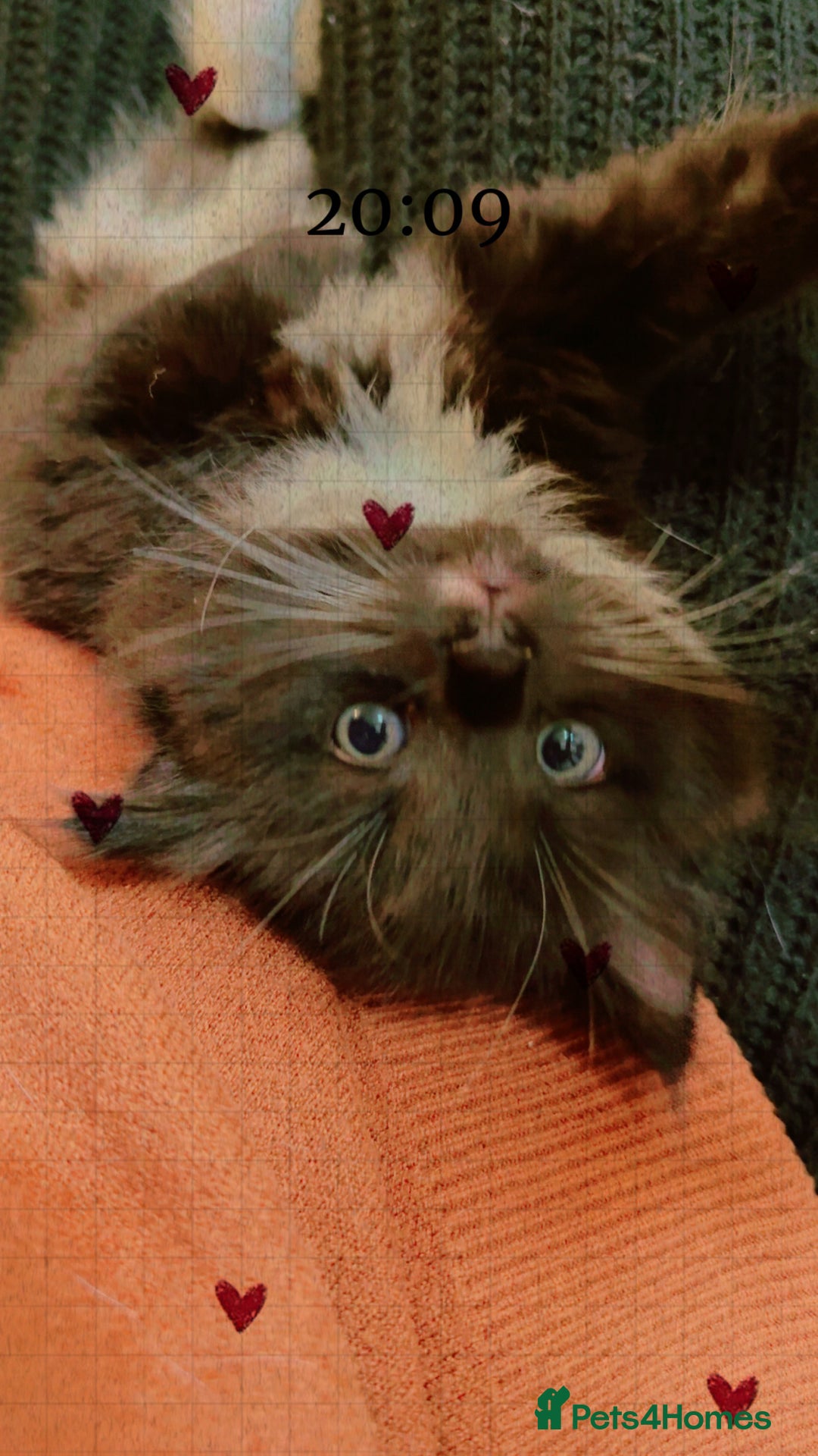 Mixed Breed cats for sale: 4 Beautiful TUXEDO Kittens Available <3 - Advert 15