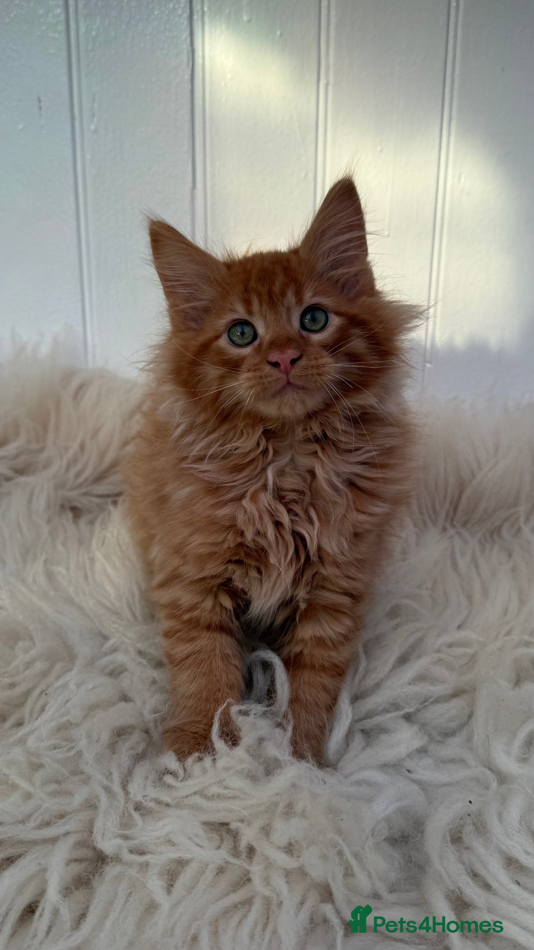 Maine Coon cats for sale: Last Two Gccf Maine Coons Boys Available - Advert 12