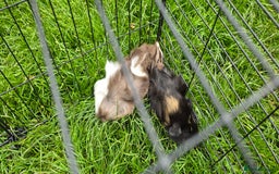Guinea Pig rodents for sale: Male and female Guinea pigs - Image 4