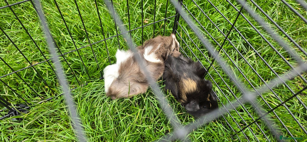 Guinea Pig rodents for sale: Male and female Guinea pigs - Image 4