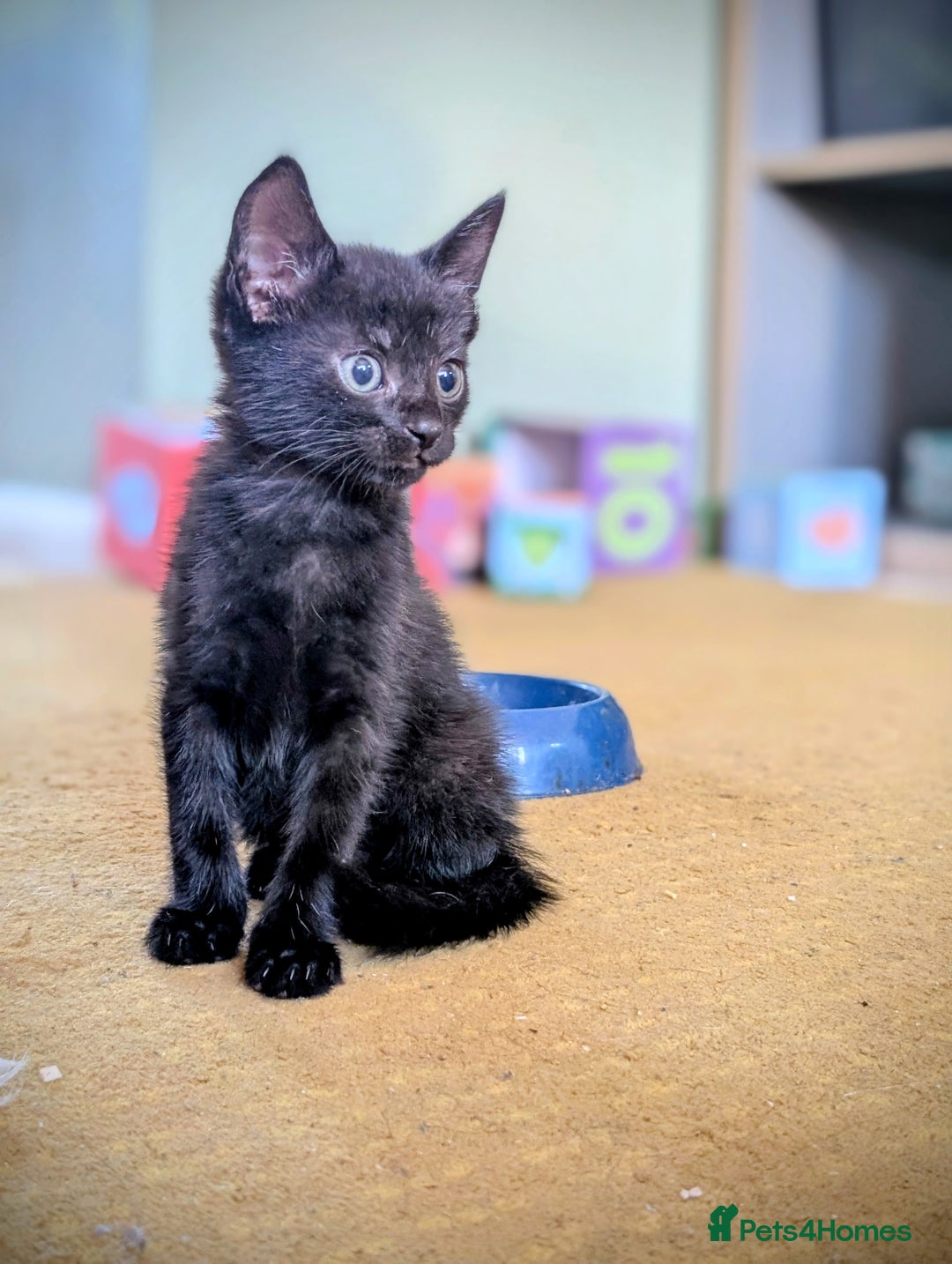Mixed Breed cats for sale: Female and Male Ginger Kittens  - Image 8