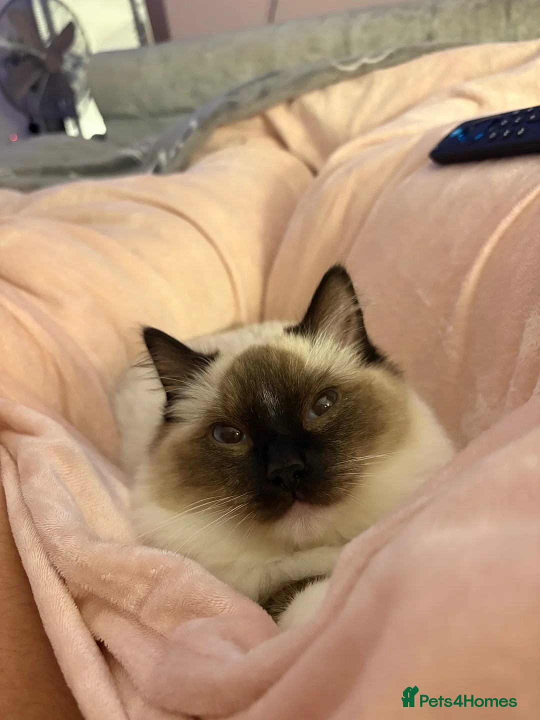 Ragdoll cats for sale: 👑Simba👑 beautiful ragdoll boy for sale💙!!!! - Advert 4