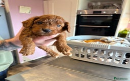 Cockapoo dogs for sale: Stunning toy size F1 cockapoo puppies - Image 7