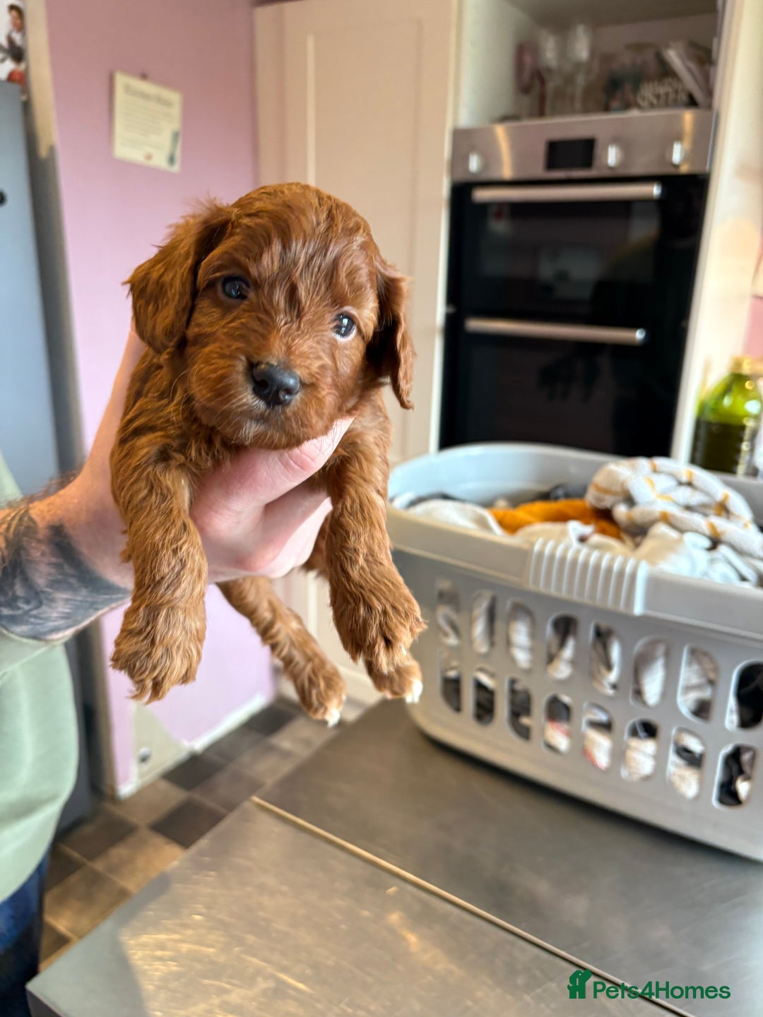 Cockapoo dogs for sale: Stunning toy size F1 cockapoo puppies - Image 7
