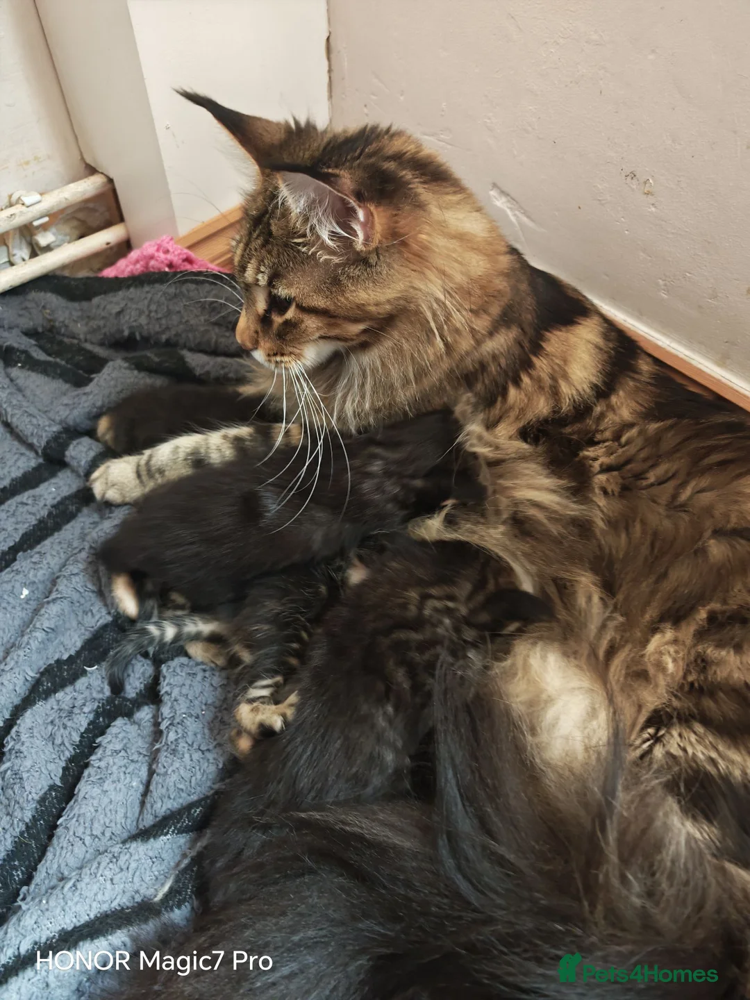 Mixed Breed cats for sale: Stunning 3/4 Maine Coon Kittens  - Advert 1