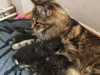 Mixed Breed cats Stunning 3/4 Maine Coon Kittens - Advert 1