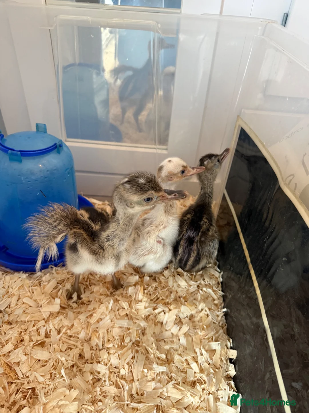 Emus poultry for sale: White & Grey Rhea Bird Chicks - Advert 2
