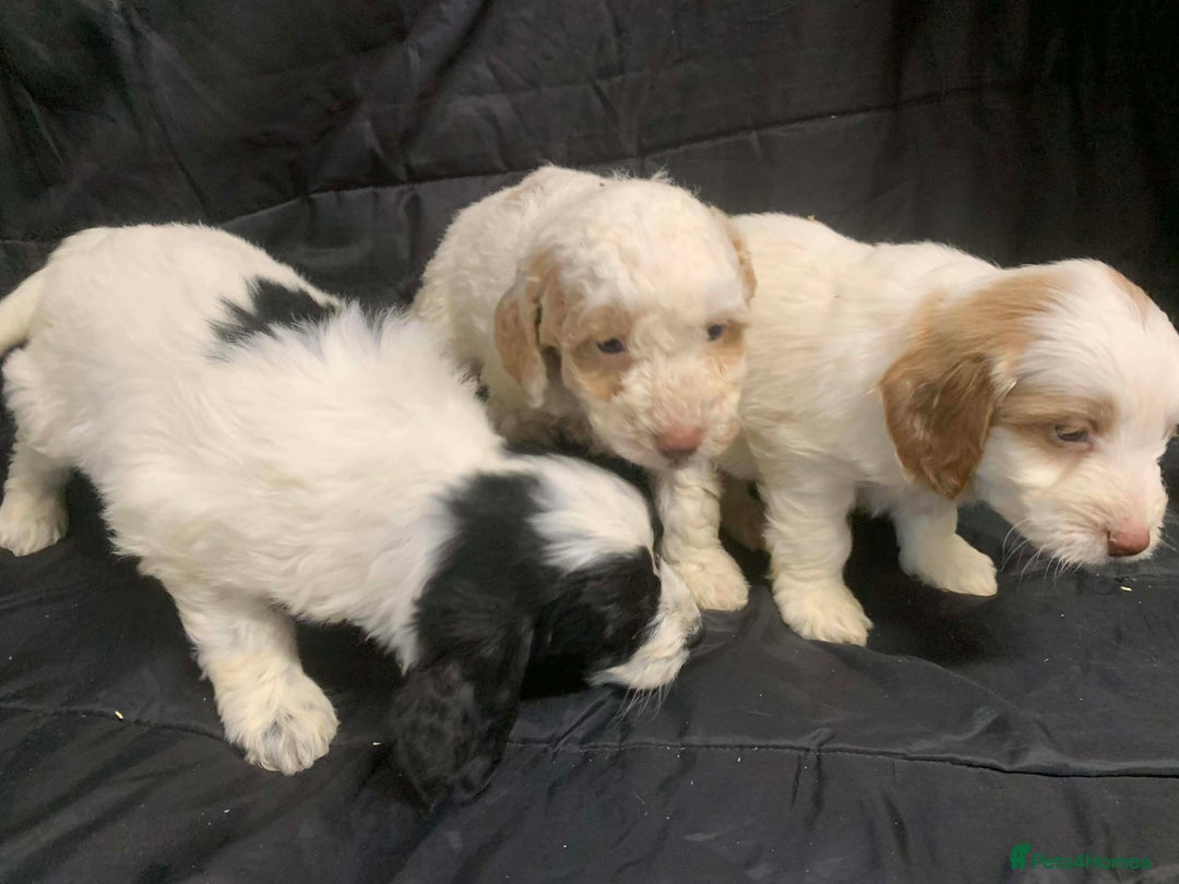 Cockapoo dogs for sale: F1 Cockapoo puppies ready now  - Advert 14