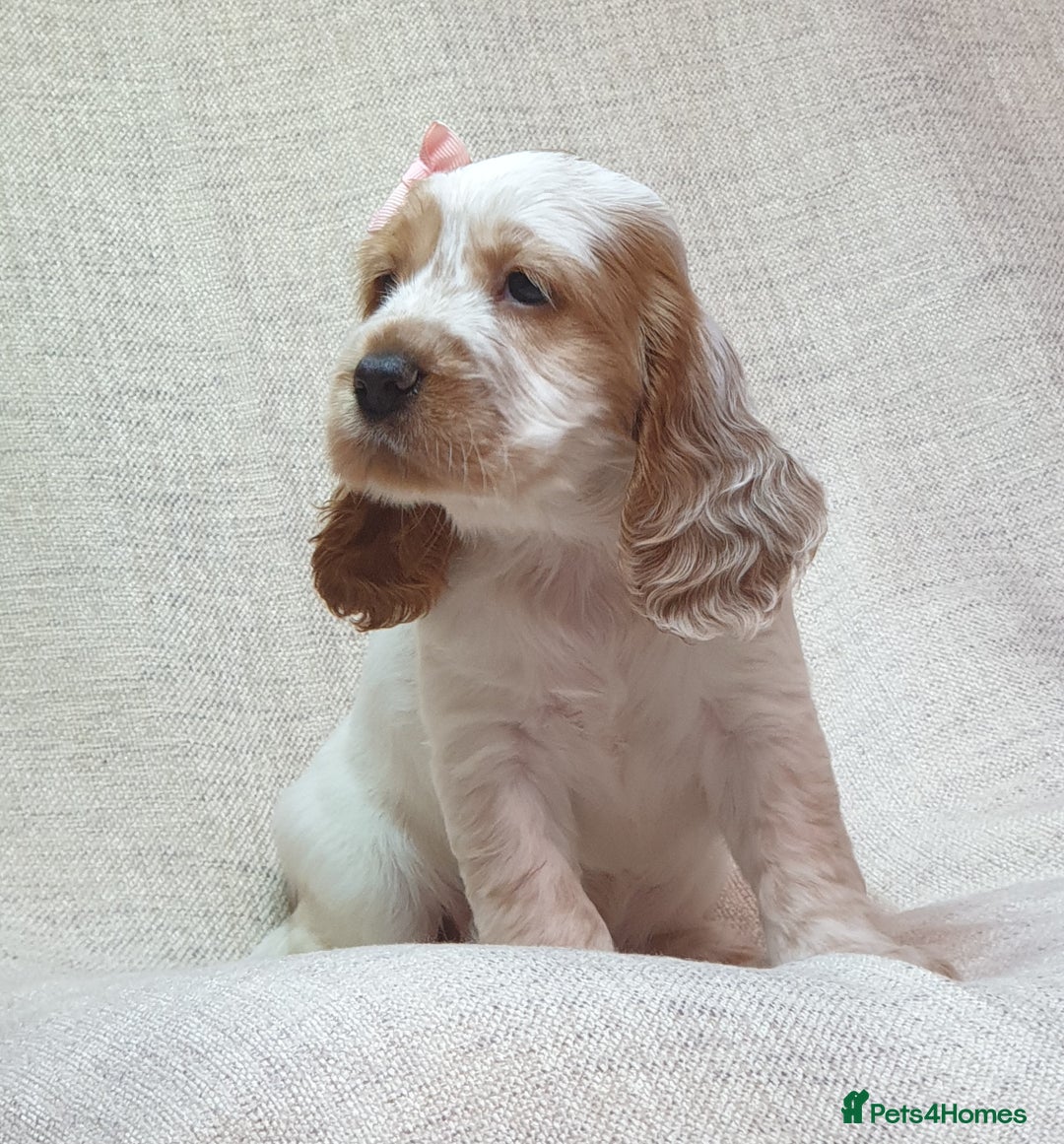 Cocker Spaniel dogs for sale: Show type unique markings cocker spaniel puppies  - Advert 15