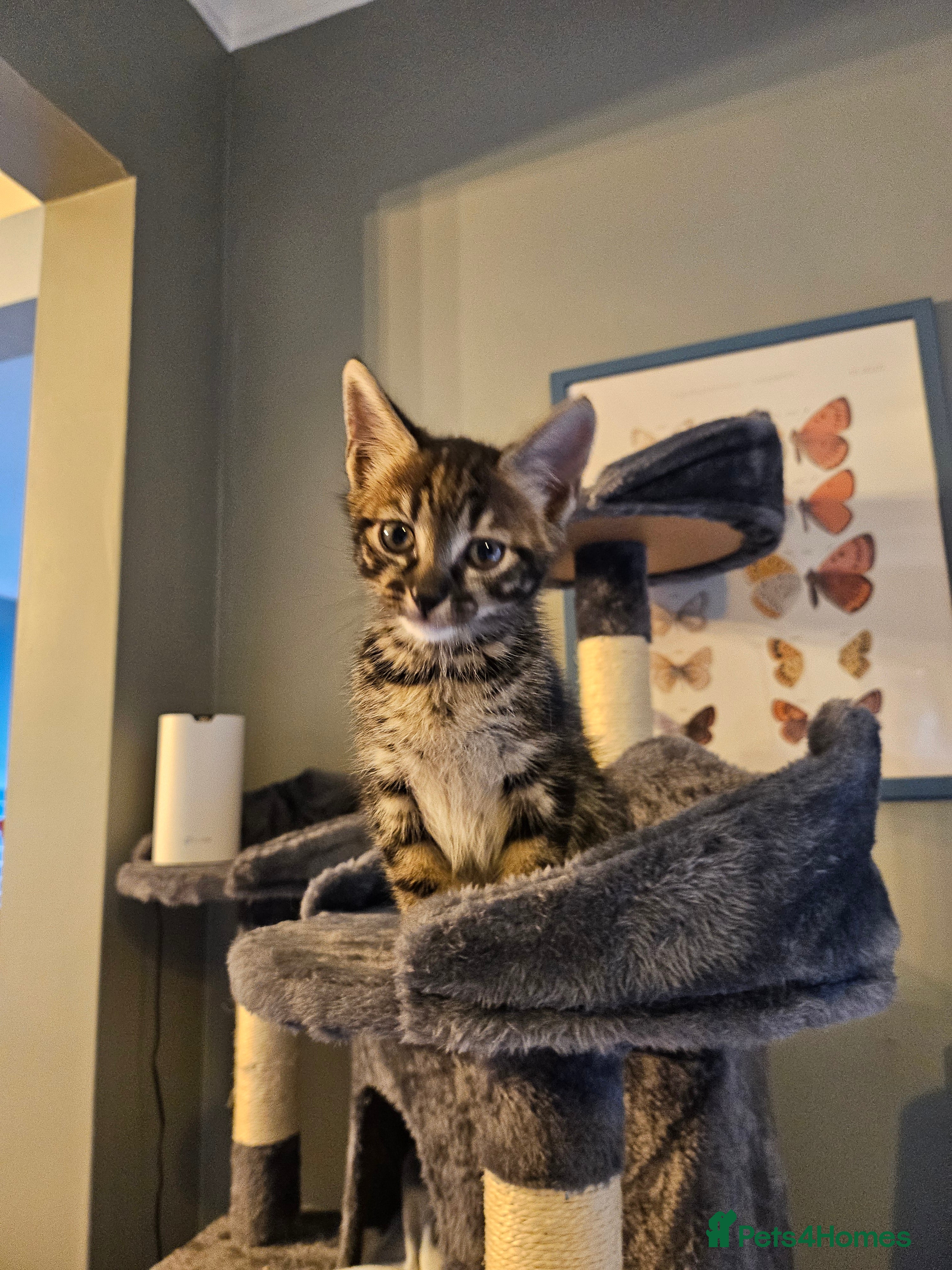 Savannah cats Beautiful Savannah cross kittens for sale - Advert 8