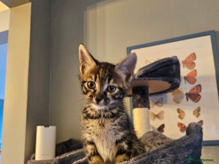 Savannah cats Beautiful Savannah cross kittens for sale - Advert 4