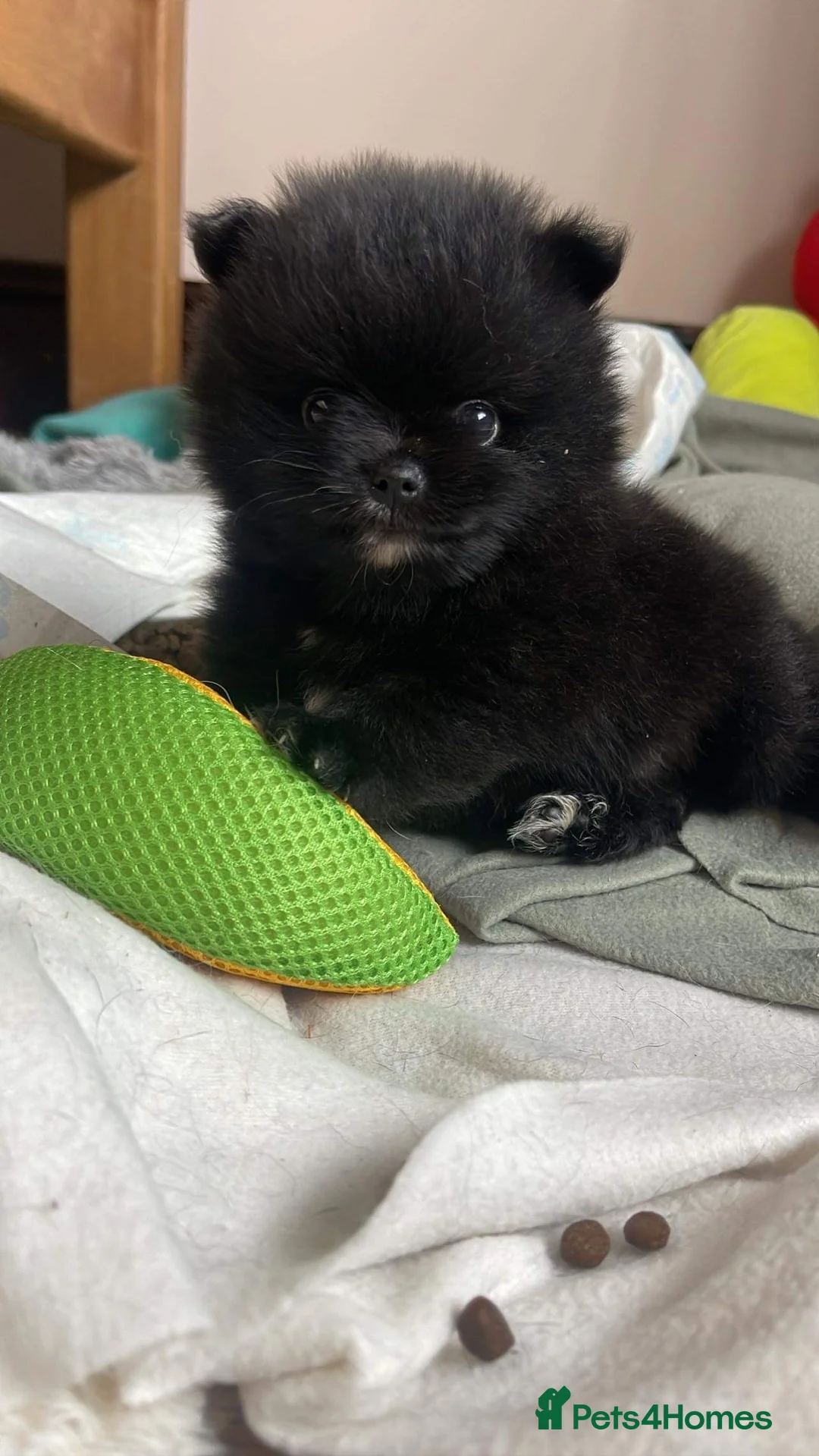 Pomeranian dogs for stud: 1.8kg Tiny Choco Carry Tan Blue Lilac DNA tested in Rotherham - Advert 15