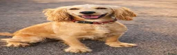 Cockapoo dogs for sale: F1 apricot cockapoo puppies  - Advert 10