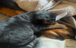 Mixed Breed dogs for sale: Rottweiler x German shepherd male puppies - Image 14
