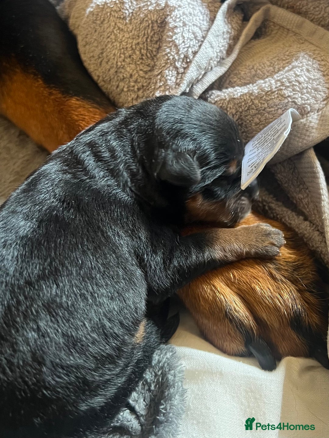 Mixed Breed dogs for sale: Rottweiler x German shepherd male puppies - Image 14