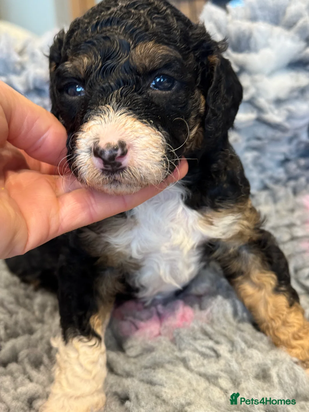 Bernedoodle dogs for sale: Health tested miniature bernedoodles - Advert 34