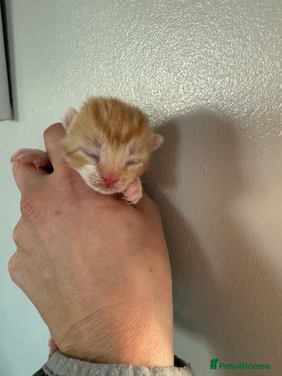 Domestic Shorthair cats for sale: Beautiful kittens available  - Advert 5