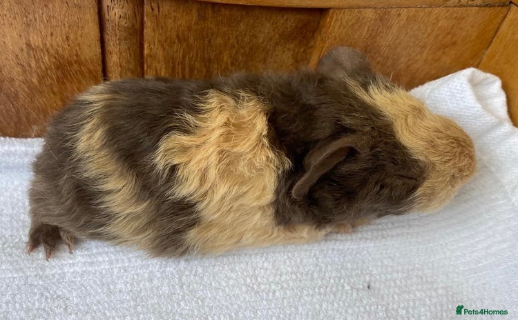 Guinea Pig rodents - Advert 4