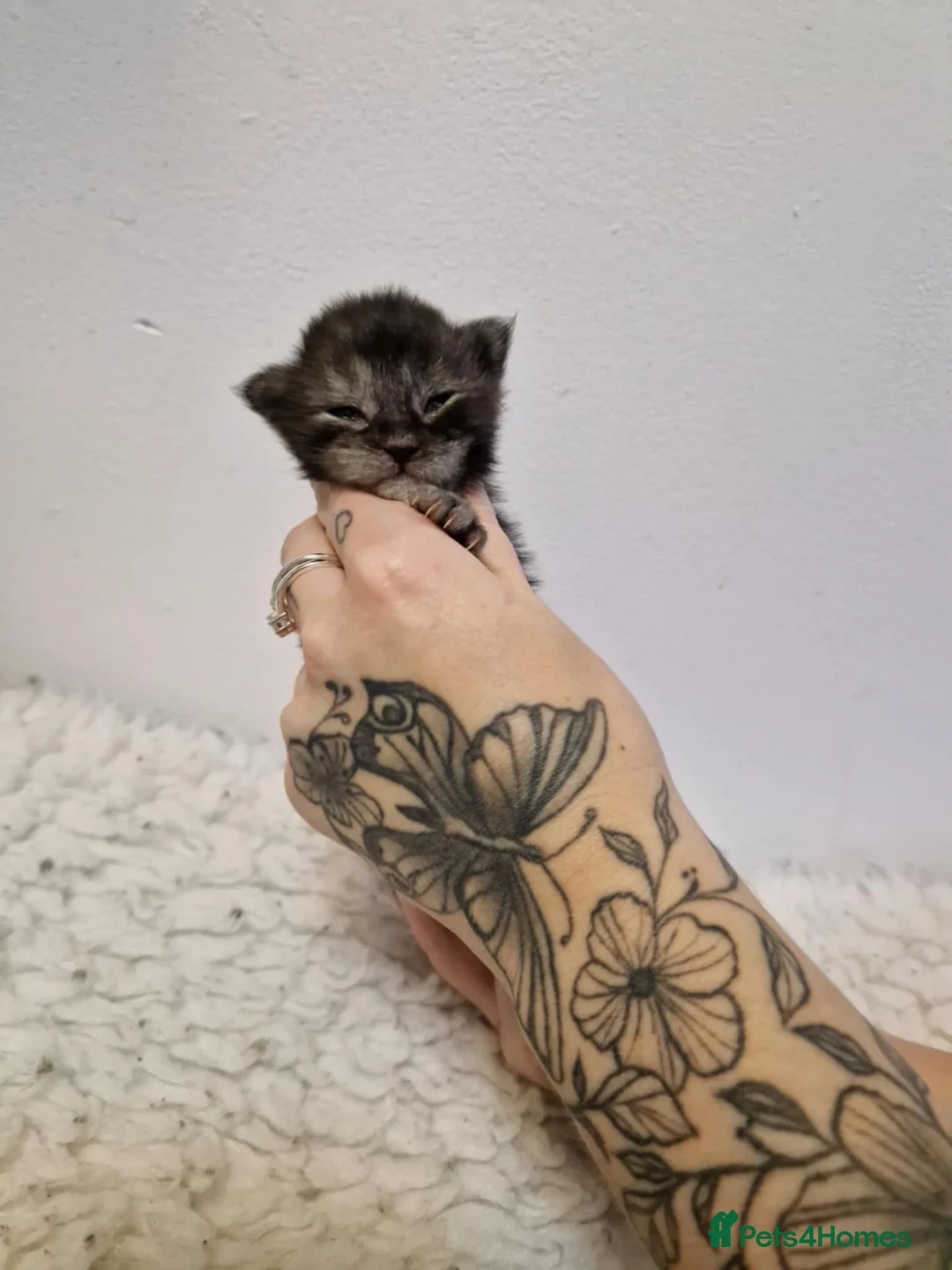 Maine Coon cats for sale: 6 stunning Maine coon kittens  - Advert 2